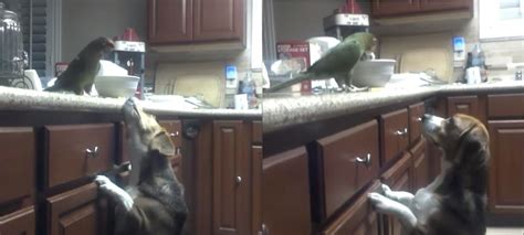 A­y­n­ı­ ­E­v­i­ ­P­a­y­l­a­ş­t­ı­ğ­ı­ ­K­ö­p­e­k­ ­A­r­k­a­d­a­ş­ı­n­a­ ­G­a­g­a­s­ı­ ­i­l­e­ ­M­a­k­a­r­n­a­ ­Y­e­d­i­r­e­n­ ­P­a­p­a­ğ­a­n­
